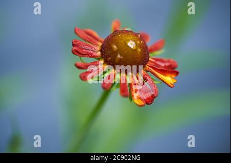 Sneezeweed, or Helenium, 'Moorheim Beauty' are dark centred coppery red upright flowers belonging to the Asteraceae family Stock Photo