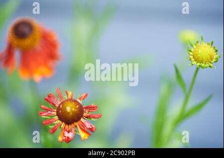 Sneezeweed, or Helenium, 'Moorheim Beauty' are dark centred coppery red upright flowers belonging to the Asteraceae family Stock Photo