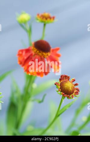 Sneezeweed, or Helenium, 'Moorheim Beauty' are dark centred coppery red upright flowers belonging to the Asteraceae family Stock Photo