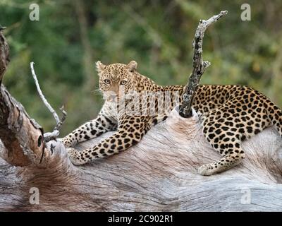 An adult female leopard, Panthera pardus, in South Luangwa National Park, Zambia. Stock Photo