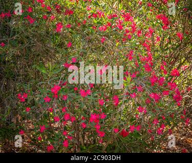 A Red Oleander (Nerium oleander) blooms along Lake Hollywood in Los Angeles, CA. Stock Photo