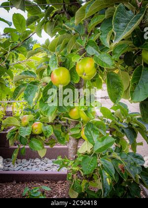 Young fruit growing on a  'James Grieve' dual purpose apple tree. In a UK garden. Stock Photo