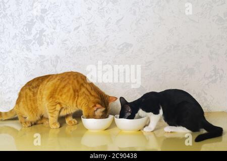 two cat eating dry food in bowls.  an orange cat and a black puppy cat Stock Photo