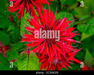 Plan view, close up of the red flower of Monarda Gardenview Scarlet growing in a flower border Stock Photo