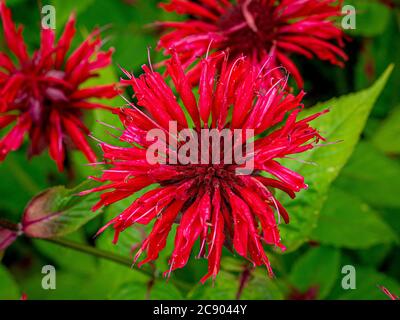 Plan view, close up of the red flower of Monarda Gardenview Scarlet growing in a flowerboard. Stock Photo