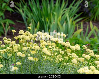 The pale yellow flowers of Santolina pinnata subsp. neapolitana growing in a garden. Stock Photo