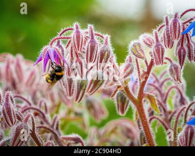 Close up of a bee on drinking nectar from a borage flower. Stock Photo