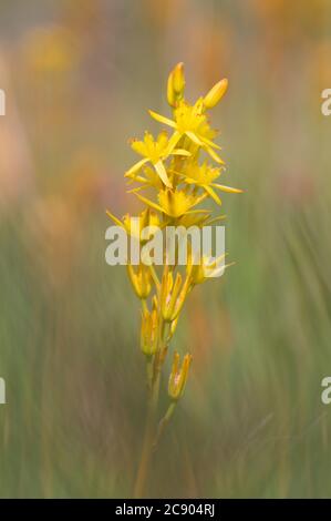 Bog Asphodel, Narthecium ossifragum, Flower Spike. Taken at Sopley Common UK Stock Photo