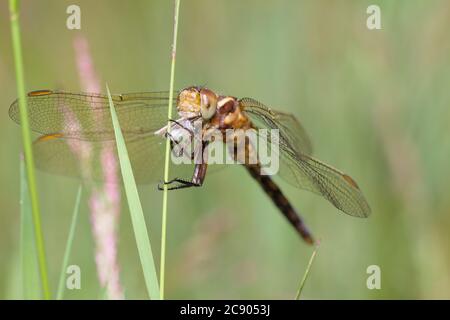 Macro Of A Female Common Darter Dragonfly, Sympetrum striolatum, Eating A Moth Holding Onto A Grass Stem.  UK