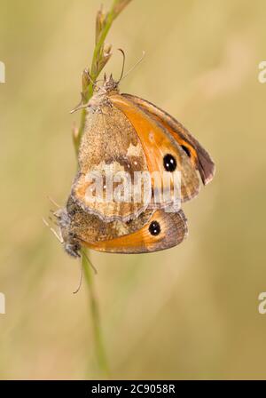 Pair Of Gatekeeper Butterflies, Pyronia tithonus Mating Whilst Holding Onto A Grass Stem. Taken at Stanpit Marsh UK Stock Photo