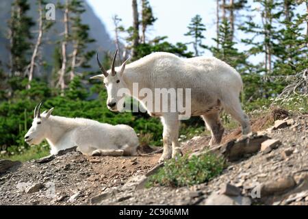 Two mountain goats (Oreamnos Americanus) in beautiful Glacier National Park, Montana. Stock Photo