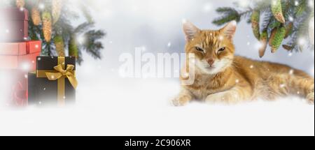 Christmas background with gifts and ginger cat. Christmas and New Years holidays. spruce branches and pine cones. Banner. copyspace Stock Photo