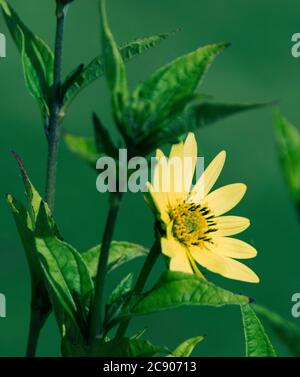 Helianthus tuberosus - a perennial sunflower Stock Photo