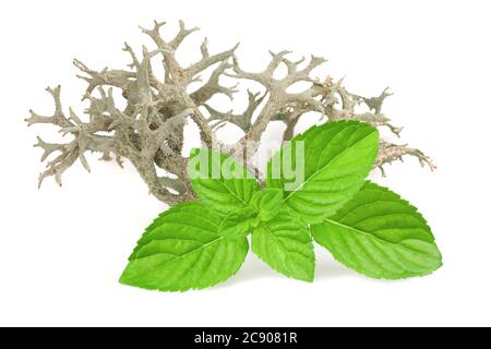 Iceland Moss and mint isolated on white Stock Photo