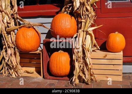 Orange pumpkins on wooden crates as symbol of Autumn and the Fall season Stock Photo