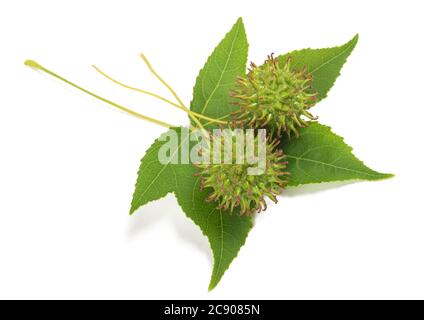 American sweetgum leaf with fruits isolated on white Stock Photo