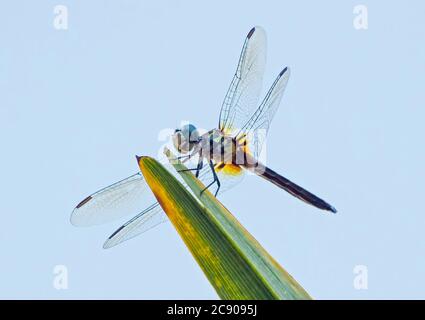 A blue dasher dragonfly perched on a palm frond and silhouetted against a blue sky Stock Photo