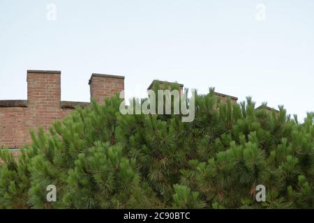 close-up of the blackbirds of a castle behind a maritime pine Stock Photo