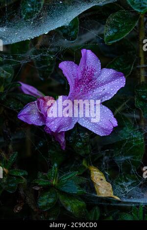 Moody portrait of azalea flower covered in dew and surrounded by spider webs. Stock Photo