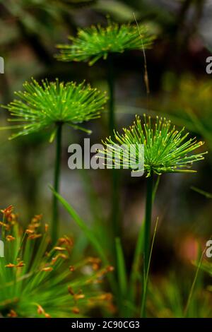 Cyperus prolifer. Dwarf papyrus Stock Photo - Alamy