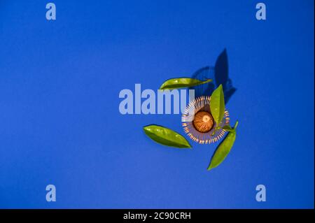 Tea whisk matches with fresh green tea tree leaves. Ingredients for Making a Traditional Japanese Drink. Health and Alternative Medicine. Hard light in the frame. Copy space. Above. High quality photo Stock Photo