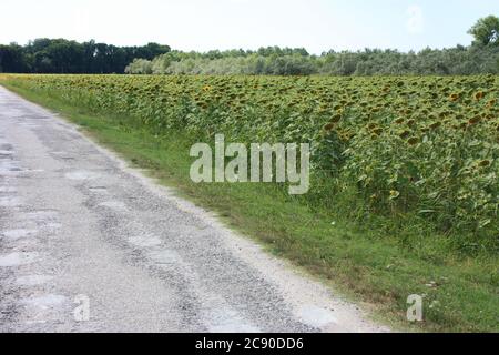 country path of an asphalt dirt road next to a large field of tall sunflowers in tuscany Stock Photo