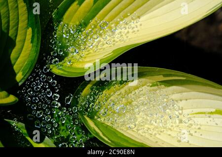 Raindrops magically floating (on a spider's web) above a hosta leaf after a summer shower in a Glebe garden, Ottawa, Ontario, Canada. Stock Photo