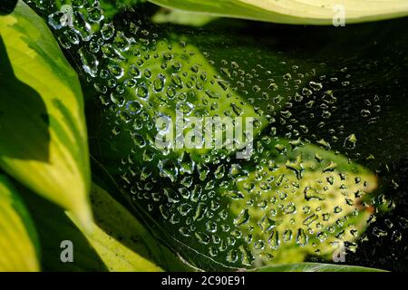 Raindrops magically floating (on a spider's web) above a hosta leaf after a summer shower in a Glebe garden, Ottawa, Ontario, Canada. Stock Photo