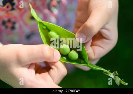 Girl opening pea pod from garden Stock Photo