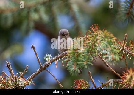 A female American Bushtit on an Evergreen branch looks down from her perch. Stock Photo