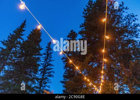 String lights against pine trees Stock Photo