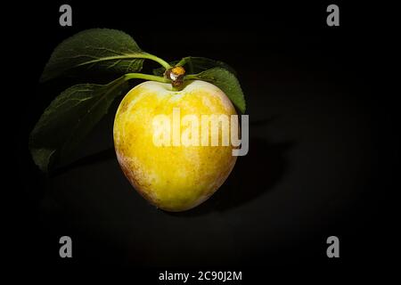 Ripe plums on a black reflective surface Stock Photo