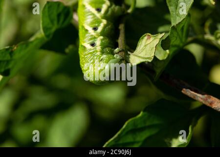 Tomato hornworm pest eating leaves on a tomato plant. Stock Photo