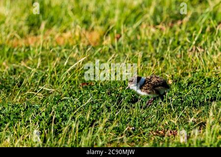Masked Lapwing Chick (Vanellus miles) in grass Stock Photo