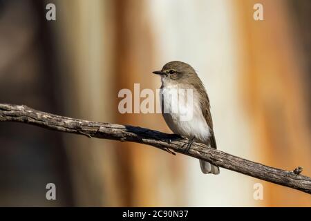 Jacky Winter (Microeca fascinans) is a small grey-brown robin with a faint pale eye-line and white underbody Stock Photo