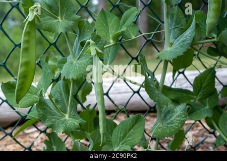 A close-up view of whole, unripe green snow pea pods growing on a vine up a lattice fence in a garden. Stock Photo