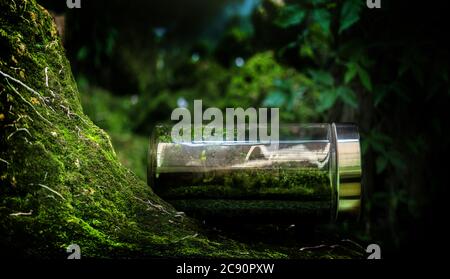 green moss in glasshouse garden on rain forest fresh nature with collect nature in box Stock Photo