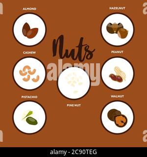 Types of nuts Vector illustration in flat style Stock Vector