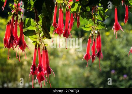 Red hanging flowers beautiful hanging plant  for summer garden fuchsias Stock Photo