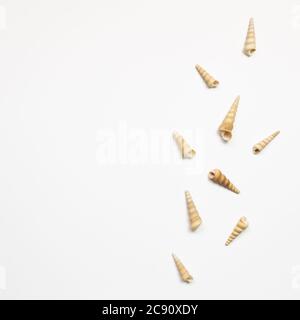 Conch seashells isolated on white background. summer marine decoration. flat lay, top view, copy space Stock Photo