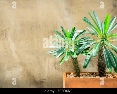 Green cactus in pot. Madagascar palm cactus growing in terracotta pot with copy space. Stock Photo