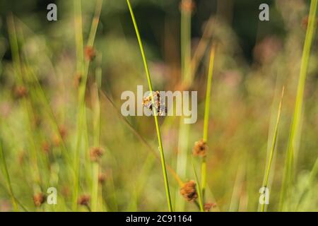 forest plant standing in wonderful light Stock Photo