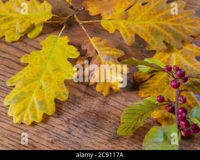 wet autumn yellow oak tree leaves and close up red rowan berry on old oak wooden desk natural background Stock Photo