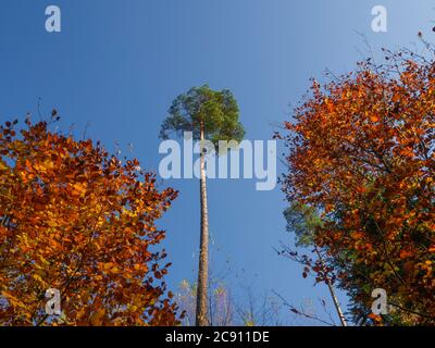 tall pine tree with two red orange beech tree on blue sky background Stock Photo