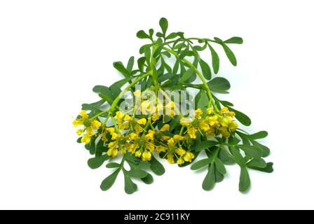 Rue, Ruta graveolens. The Rue was a highly valued medicinal plant in the Middle Ages. It should help in eye diseases, as well as for earache and worm Stock Photo