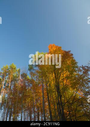 orange autumn beech trees and pine tree in golden light with blue sky background Stock Photo