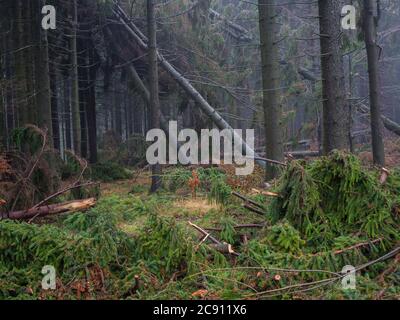 misty autumn spruce tree forest with windfall and and windbreak trees after the windstorm Stock Photo