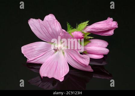 Musk Mallow, Malva moschata, Abelmoschus or Indian Hibiscus Mallow. This light pink to white flowering plant is an old medicinal plant. Musk Mallow di Stock Photo