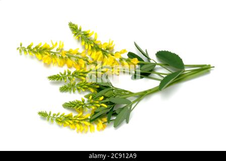 Yellow sweet clover, Melilotus officinalis, also Ordinary sweet clover, melilot, sweet clover and sweet clover More common. Medicinal plant: The fresh Stock Photo