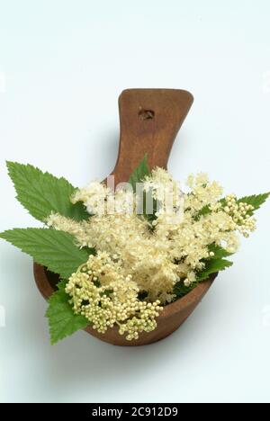 Real meadowsweet, Filipendula ulmaria. Medicinal plant: Medical History is interesting meadowsweet, as has long been gained from their flower buds sal Stock Photo